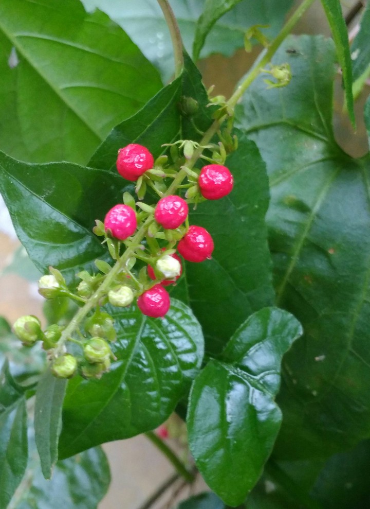 plant with its fruit