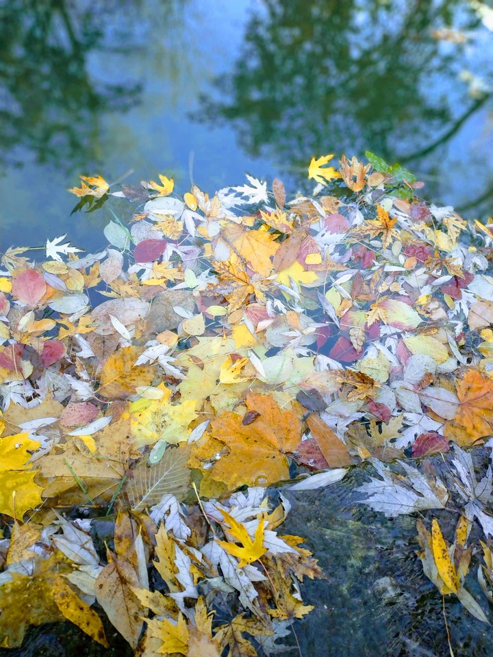 autumn foliage nature autumn