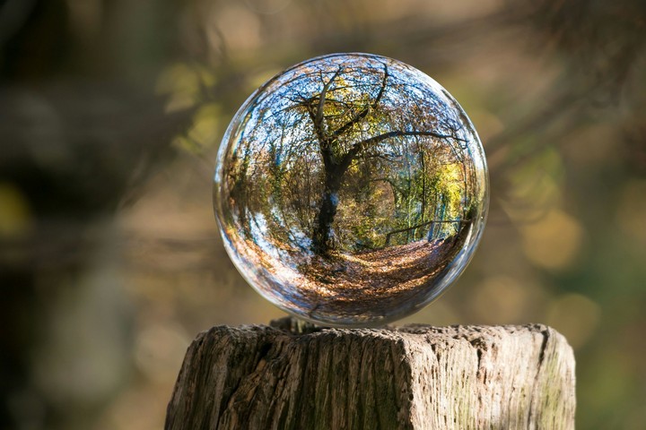 tree tear