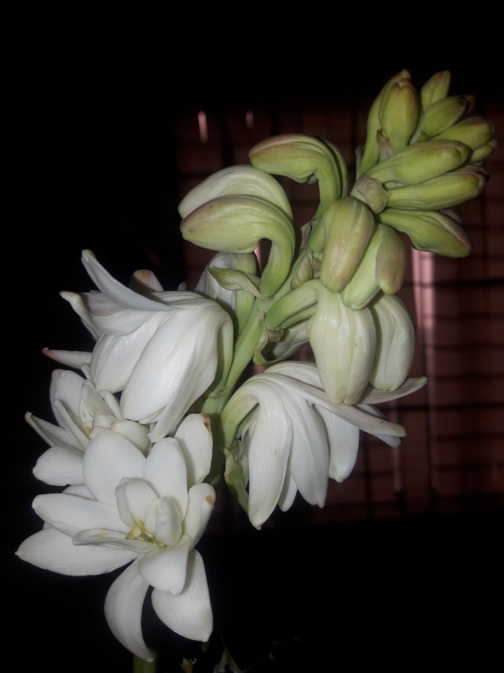 tuberose
