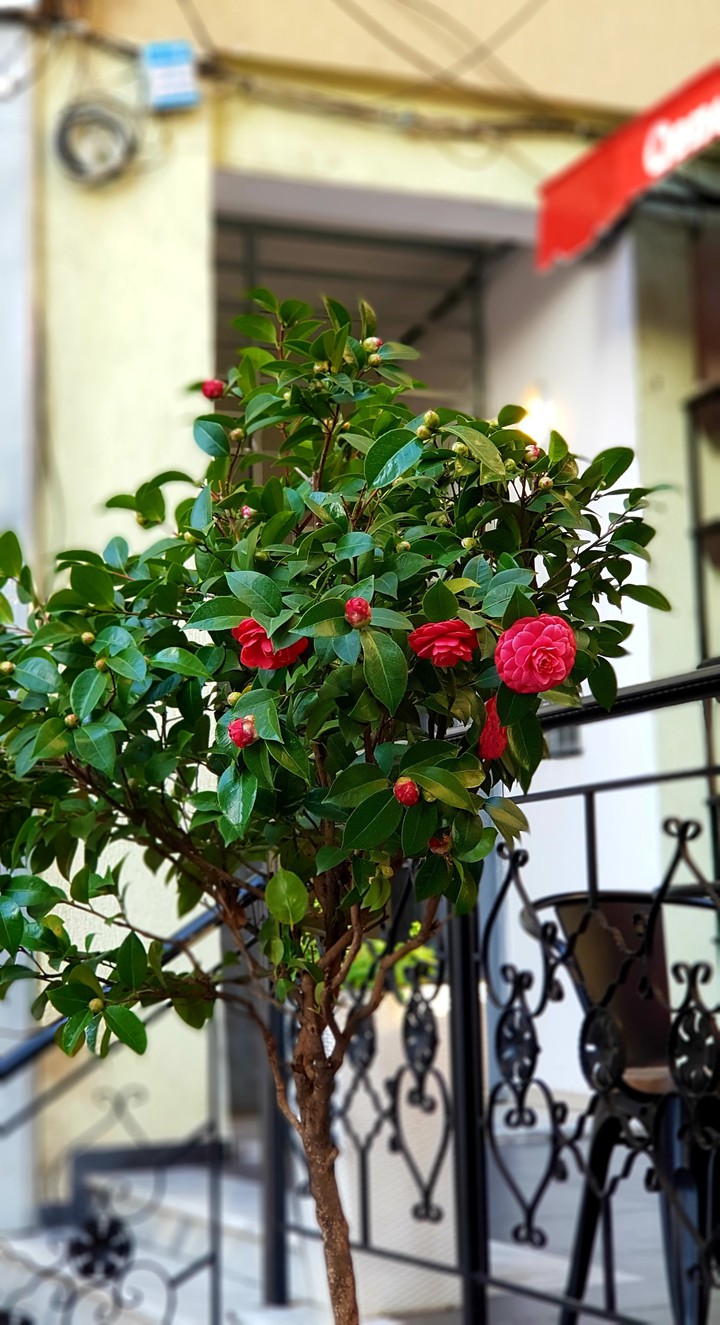 Winter rose...???