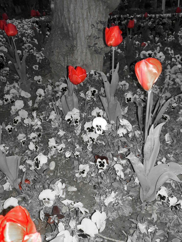 flower