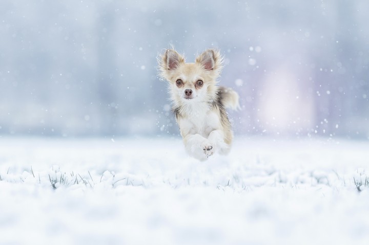 dog