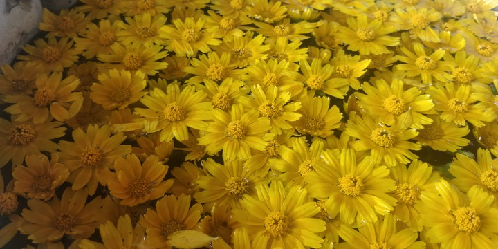 yellow