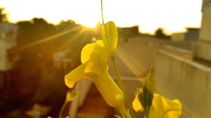 MORNING SUNSHINE