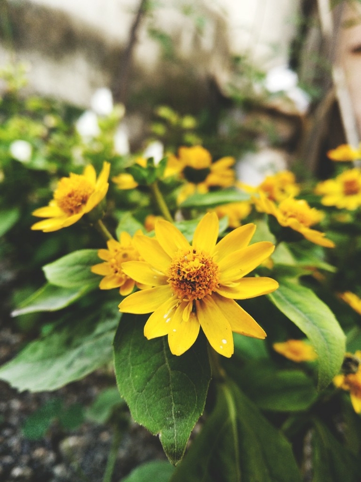 Flow In Yellow