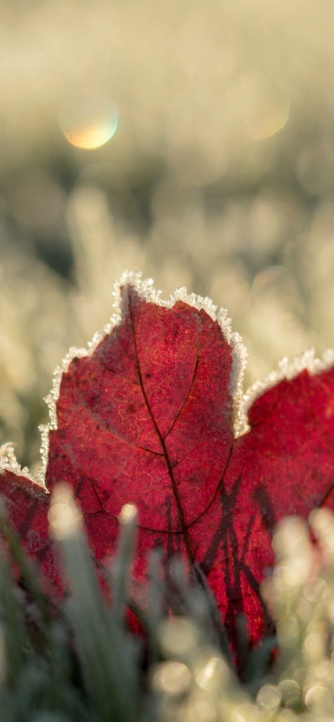 red, Maple वॉलपेपर