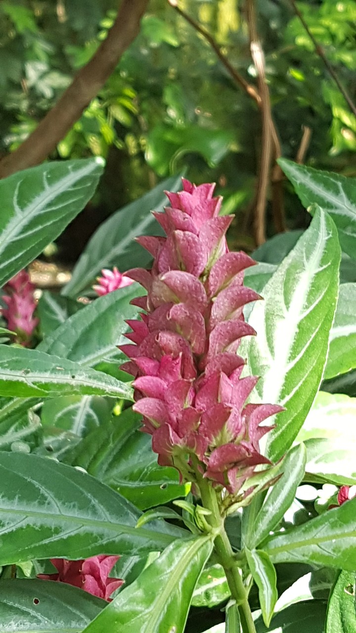 pink leaves
