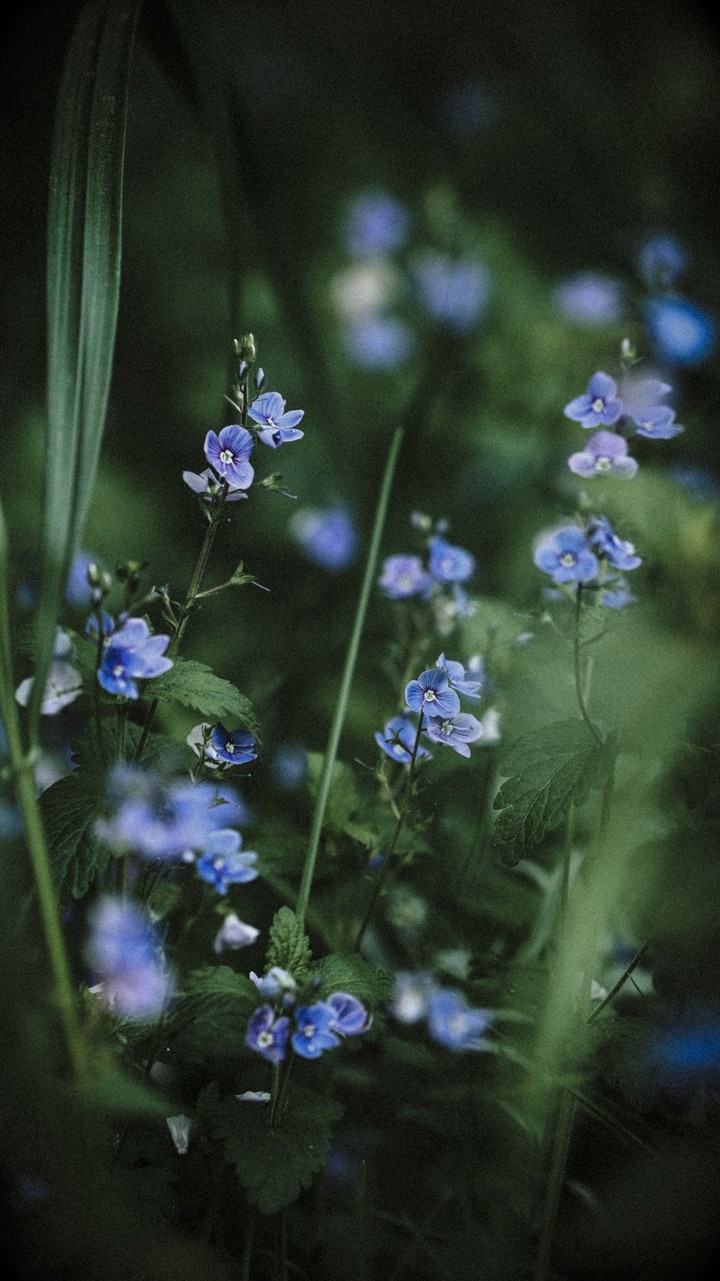 Flowers in evening forest