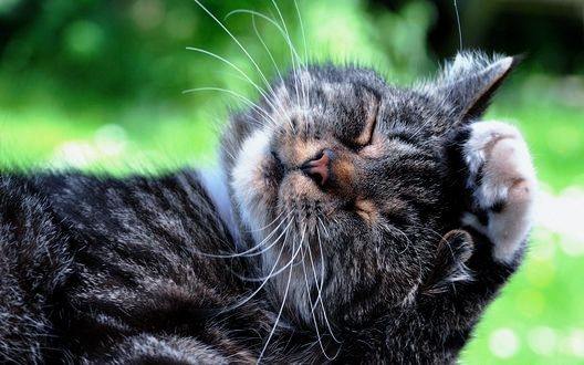cat