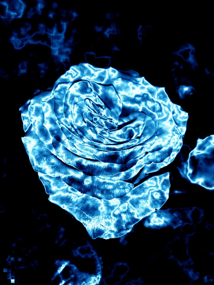 ice rose