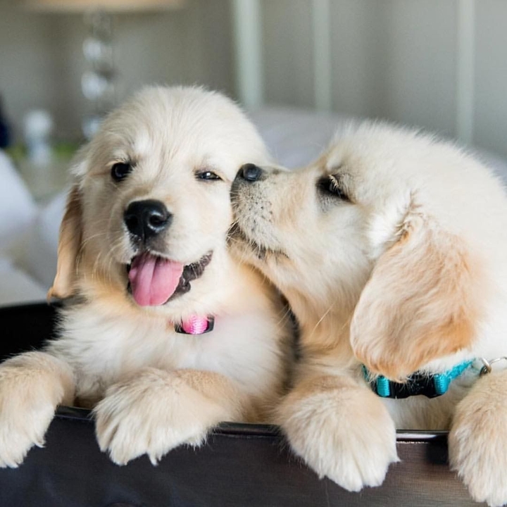Cute