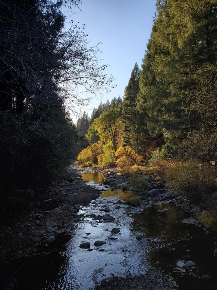 trees and lake