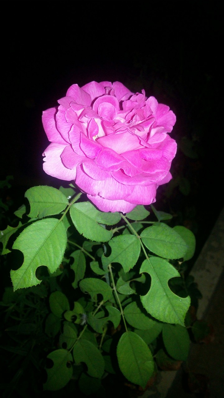 Rose ..