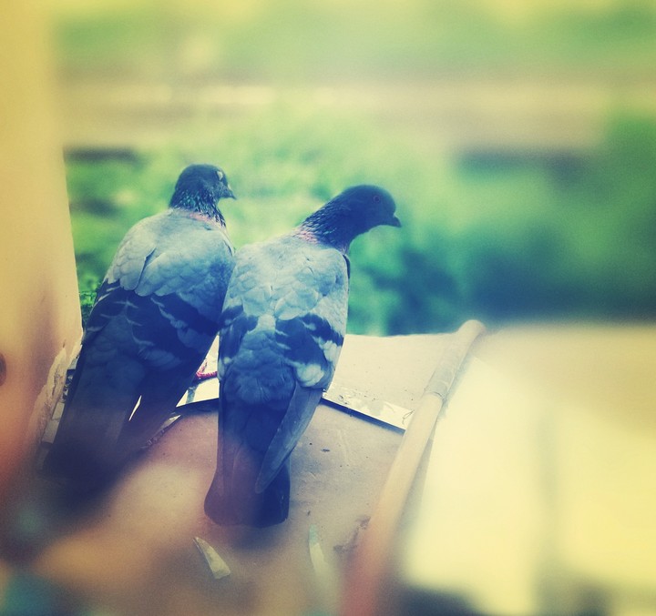 love couple