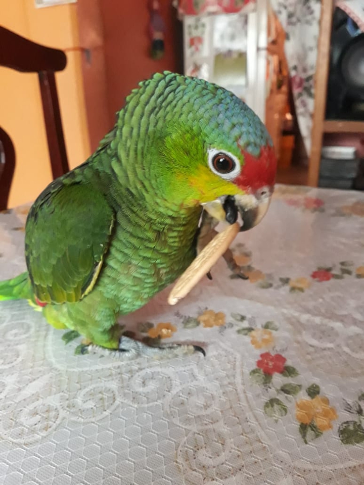 PERICO LORO