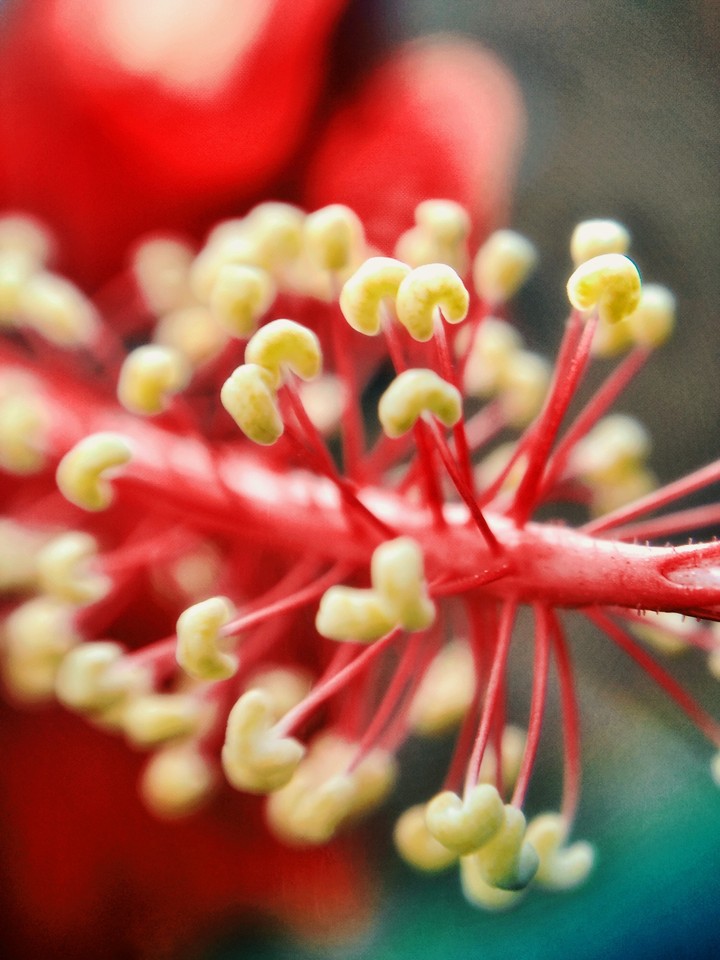 hibiscus rosasinensis