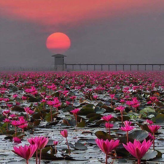 lotus
