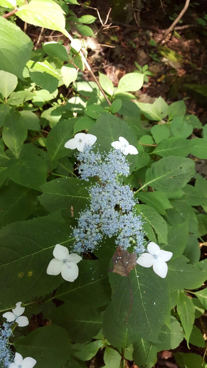 산수국