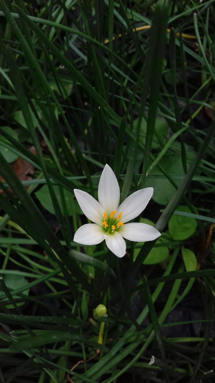 white rain lily