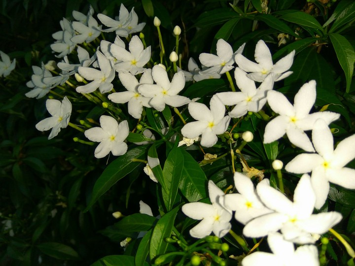 White Flower