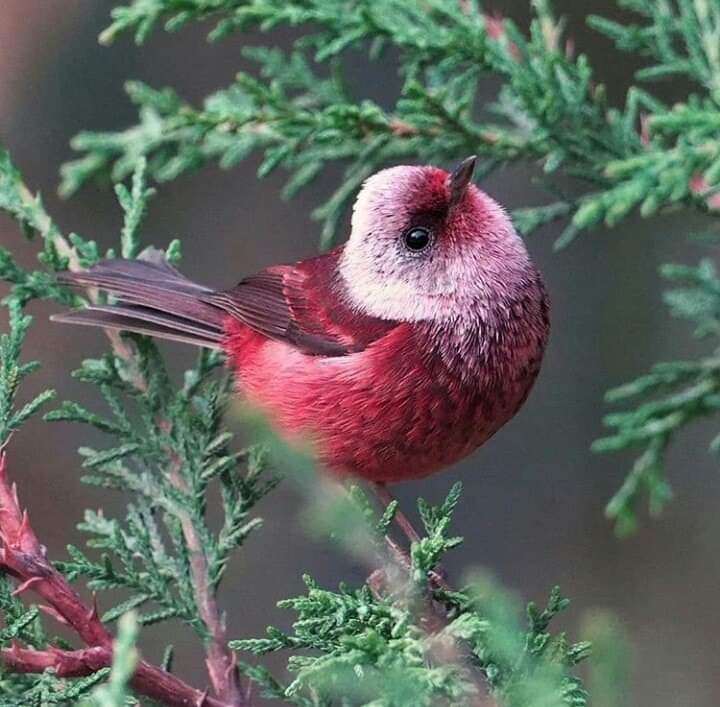 magnifique oiseaux⭐⭐⭐