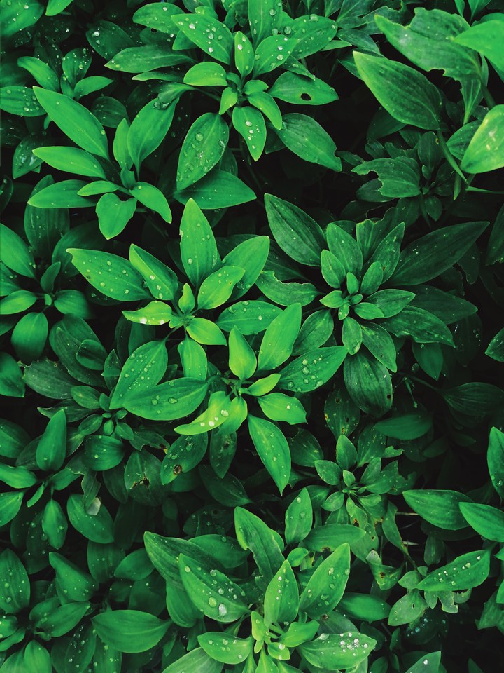 planta