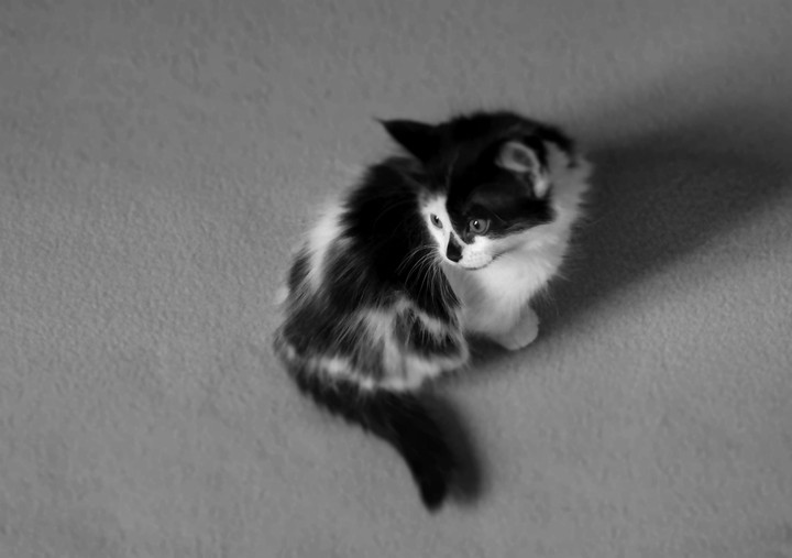 My Kitty