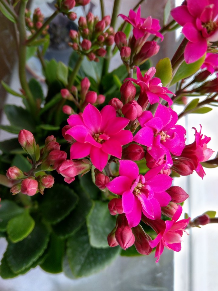 pink flowers
