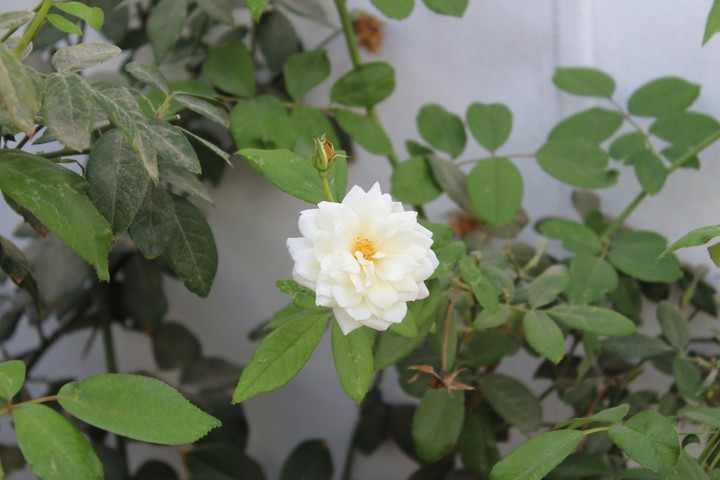A beautiful flower