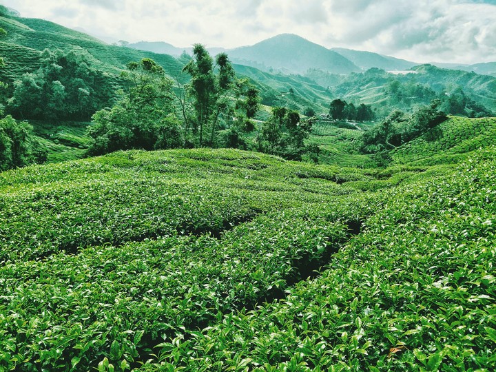 Boh tea plantation @Cameron Highlands