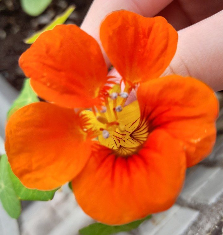 Настурция
