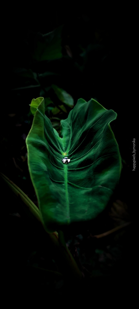 Droplet on leaf