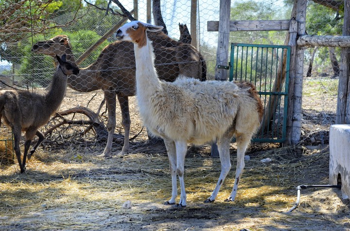 animals
