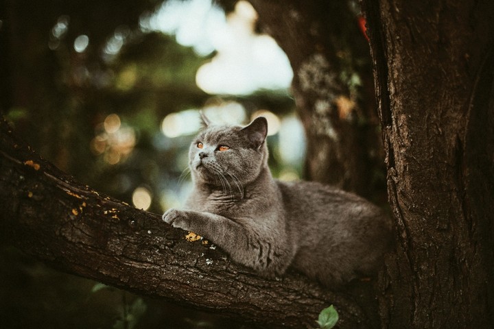 cats