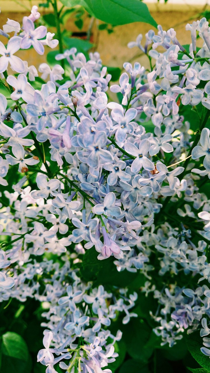 Lilac