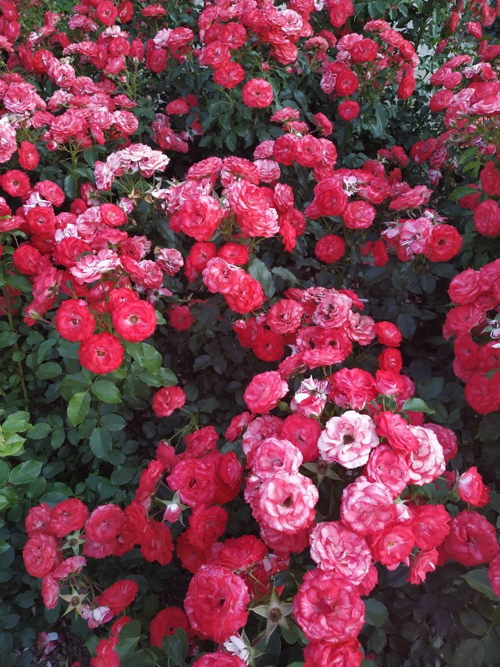 roses