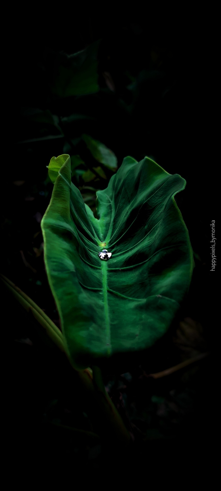 Droplet on leaf