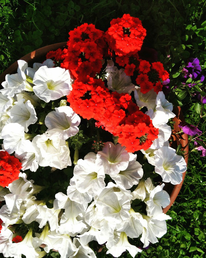 flowers