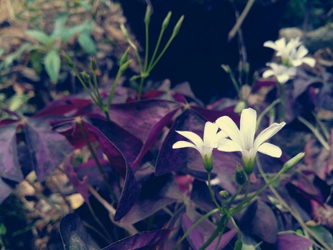 flowers