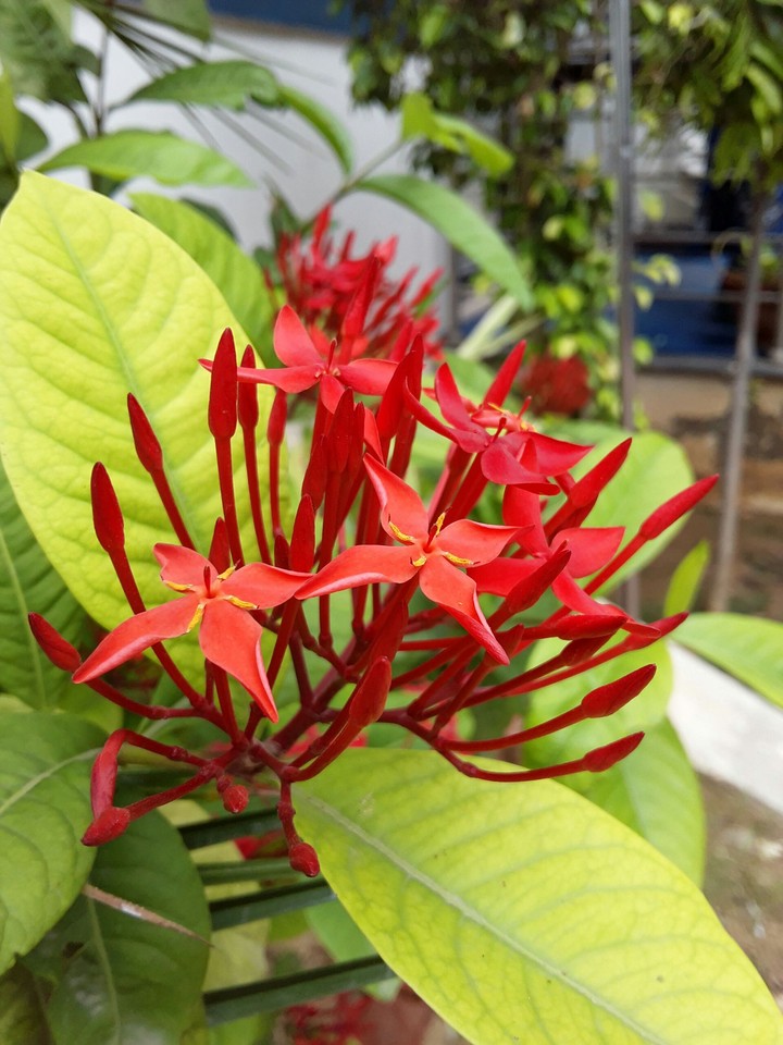 red beauty