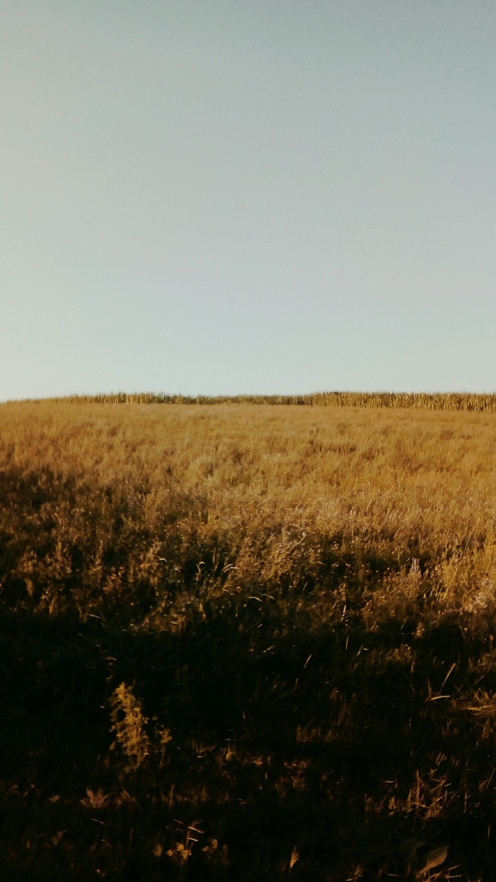 fields without end