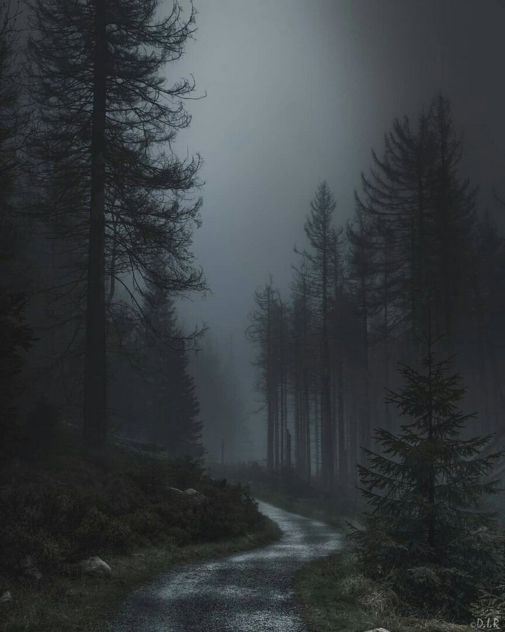 Darkness forest
