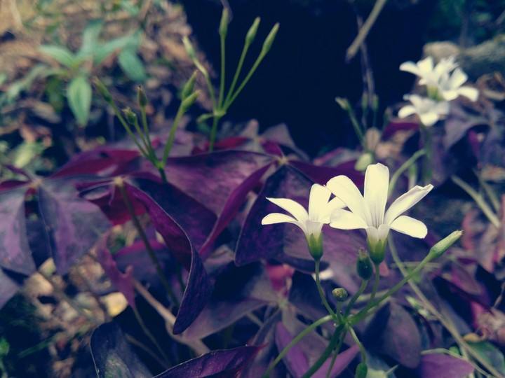 flowers