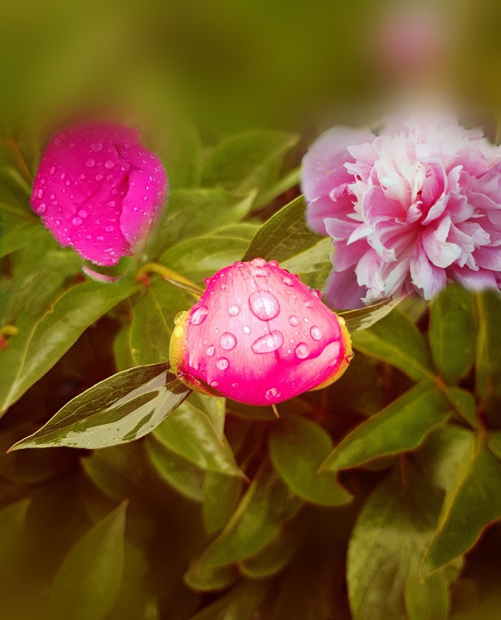 After the rain.