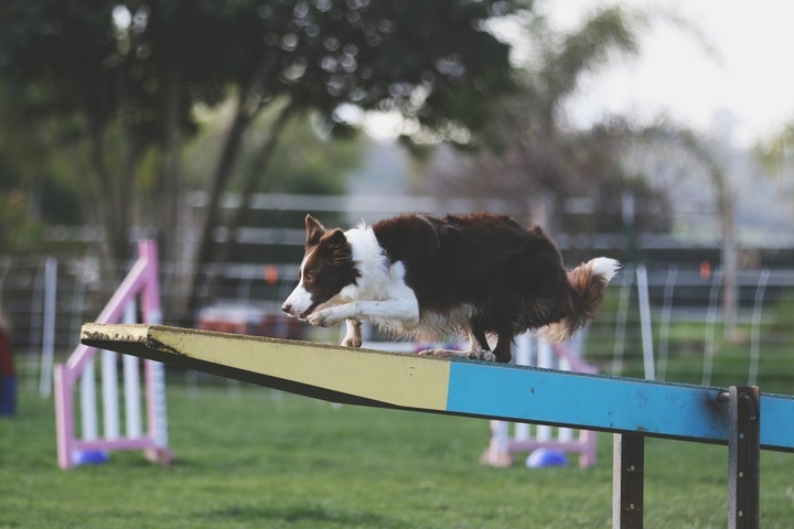 The Border Collie Because There Is No Better Dog