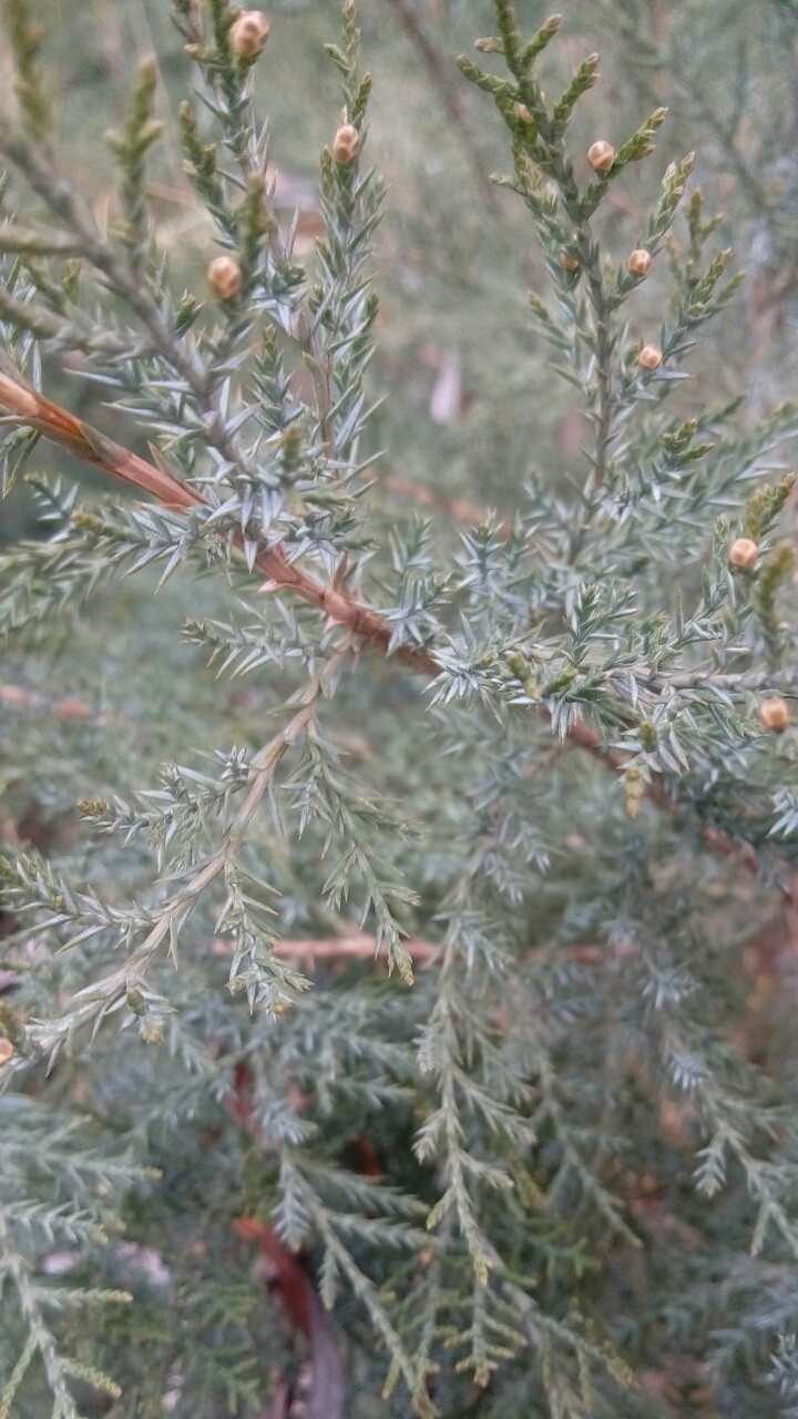 thorns