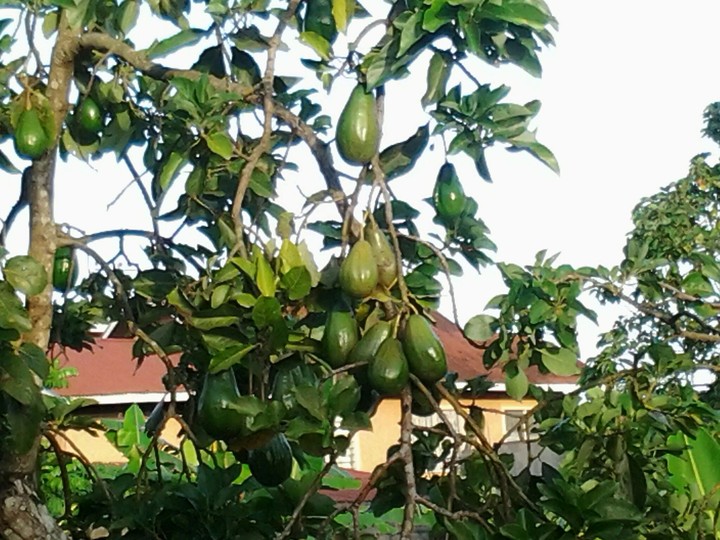 avocados