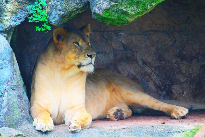 Majestic Lion, Singapore Zoo