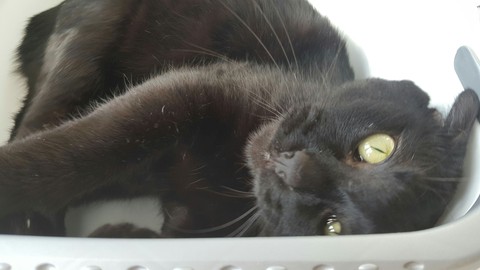Felix